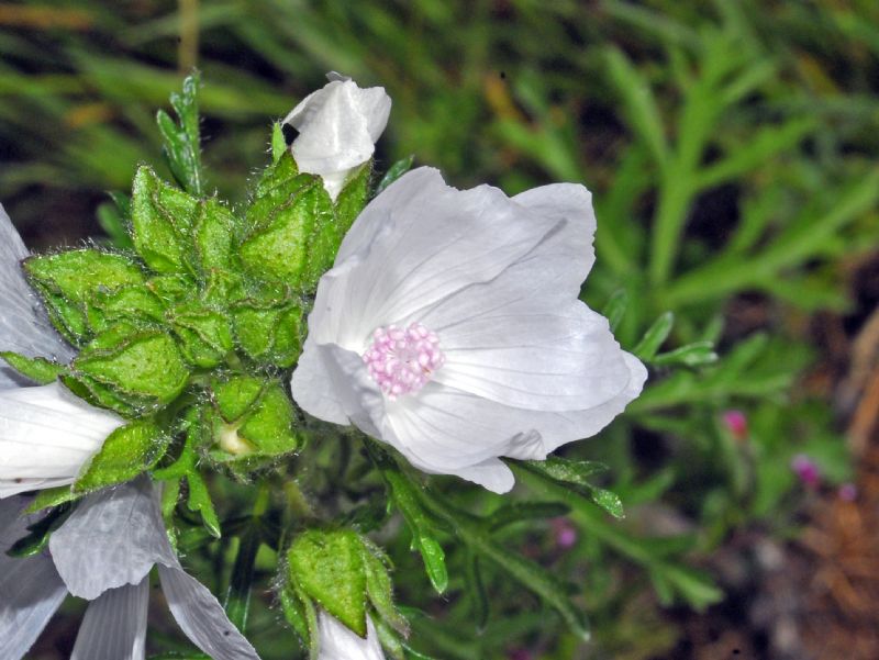 Dei bei fiori bianchi di montagna